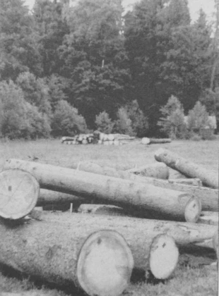 Świerki wycięte w ramach "walki z kornikiem" w Białowieskim Parku Narodowym. Fot. Krzysztof Mazurkiewicz