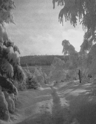 
Leśna droga zimą w Sudetach. Fot. Barbara Tomaszewicz
