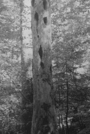 
Dziuplaste drzewo w rezerwacie Krępak na Pogórzu Przemyskim. Fot. Karolina Bielenin
