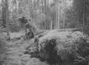 Wykroty w Puszczy Augustowskiej w pobliżu planowanej drogi. Fot. Adam Bohdan