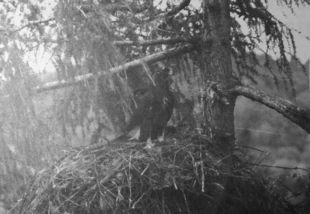 
Gniazdo orła przedniego z młodym na terenie Obszaru Chronionego Krajobrazu Beskidu Niskiego. Fot. Marian Stój
