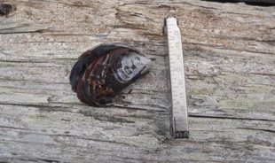 Omułek (Mytilus edulis) znaleziony na Spitsbergenie po raz pierwszy w 2005r wzbudził naukową i medialną sensację na temat ocieplania się Spitsbergenu. Tymczasem, to dawny mieszkaniec tego rejonu, „neonative” wypchnięty przez ostatnie ochłodzenie klimatu z Arktyki, teraz wraca na swoje dawne obszary. Fot. Jan Marcin Węsławski