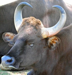 Gaur (Bos gaurus) – gatunek stanowiący alternatywę dla bydła. flickr.com