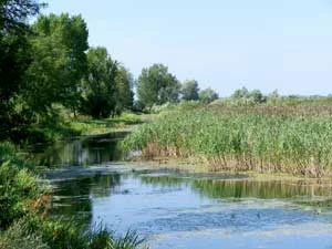 Starorzecze Bugu. Fot. Adam P. Kubiak