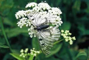 Niepylak mnemozyna, jeden z gatunków „naturowych” z sokołowskich łąk. Fot. Piotr Woźniak