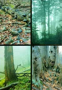 Pocztówka wydana przez Pracownię, malownicze buki i jawory w Dolinie Wapienicy. Fot. Janusz Korbel