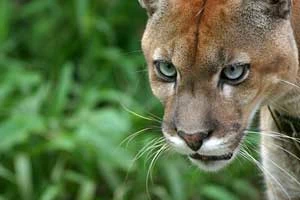 Wspaniała i piękna puma, niestety na łańcuchu. Fot. Stanisław Jaromi