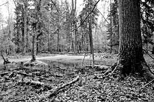 Przyroda bez pomocy człowieka – pierwotne fragmenty BPN. Fot. Janusz Korbel