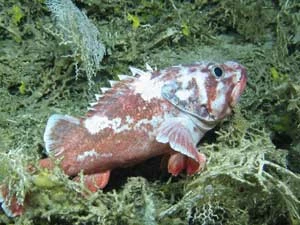 Trachyscorpia cristulata to piękna ryba, którą można zaobserwować odpoczywającą w siedlisku zimnowodnych koralowców. © Changing Oceans