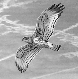 Rys. Iwan Ziemiański