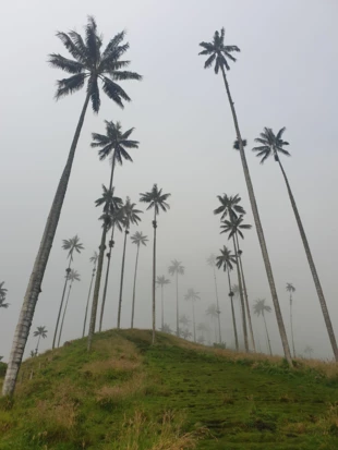 Najwyższe palmy na świecie palmy woskowe, które rosną między innymi w Dolinie Cocory, mogą być zagrożone przez plany wydobywcze i presję turystyczną. Fot. Krystyna Lewińska