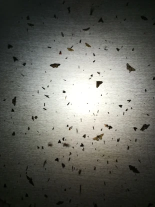 Kumulacja motyli na prześcieradle obrazująca skalę i zjawiskowość wabienia światłem. Fot. Łukasz Fuglewicz