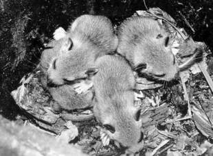 Młode popielice. Fot. Archiwum