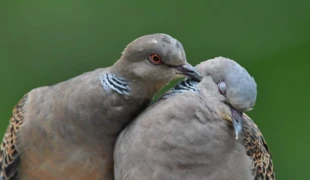 Gołębiowe całusy. Fot. Unknown, CC