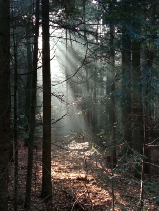 Gra świateł w Lasach Niekłańsko-Bliżyńskich. Fot. Bartosz Świątek