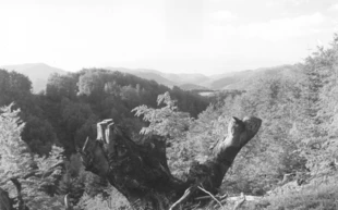 Widok na Strażowskie Wierchy z rezerwatu Rysia. Fot. Szymon Ciapała