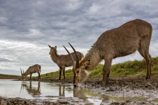 Kob śniady (Kobus ellipsiprymnus) jest najliczniejszą antylopą w Gorongosa. W tym roku ich populacja przekroczyła 43 tysiące osobników. Fot. Piotr Naskręcki