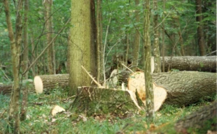 Cięcia w Puszczy Białowieskiej, lato 1994 r. Fot. Janusz Korbel
