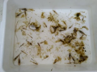 To zdjęcie ilustruje dwoistość widzenia środowiska – próbka fauny z dna Zatoki Puckiej na głębokości 6 metrów. Dla rybaka to katastrofa, od kilku lat nie ma tu ryb w sieciach. Dla przyrodnika – czysta woda, zdrowe dno i pełen zestaw fauny, która powinna tu występować, w tym wymagające dobrych warunków tlenowych skorupiaki. Fot. Jan Marcin Węsławski