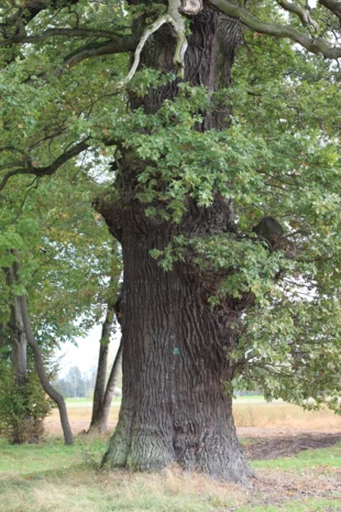 
Najczęstszymi drzewami występującymi w krajobrazie dzisiejszej Równiny Nowotomyskiej są dęby, z których wiele osiąga rozmiary pomnikowej. Fot. Tomasz Panecki
