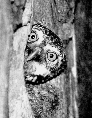 Sóweczka. Fot. Krzysztof Żarkowski