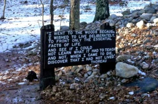 
Cytat z książki „Walden, czyli życie w lesie” oraz kamienie zebrane z miejsca gdzie znajdowała się chata Thoreau, a także przynoszone przez turystów dla uczczenia pamięci pisarza, nieopodal nieistniejącej chaty, styczeń 2012 r. Fot. Anna Patejuk
