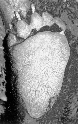 Łapa niedźwiedzia. Fot. Krzysztof Konieczny