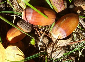 Żołędzie. Fot. Ryszard Kulik