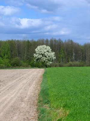 
Biotop krogulca. Fot. Andrzej Ginalski
