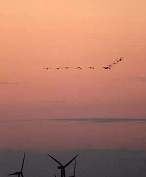 Żurawie z reguły omijają wiatraki, ale ich przestrzeń życiowa zmniejsza się w wyniku wybudowania farm wiatrowych. Nieopodal Radoszewa. Fot. Arkadiusz Sikora