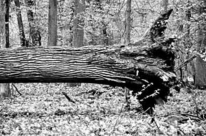 Przyroda bez pomocy człowieka – pierwotne fragmenty BPN. Fot. Janusz Korbel