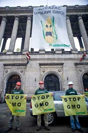 
Akcja Greenpeace na Ministerstwie Rolnictwa w Warszawie. Działacze Greenpeace domagają się wprowadzenia w Polsce zakazu upraw roślin modyfikowanych genetycznie. Fot. Greenpeace
