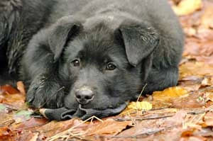 Nawet rękawice nie ujdą uwadze Fliačikovi. Fot. Juraj Lukáč