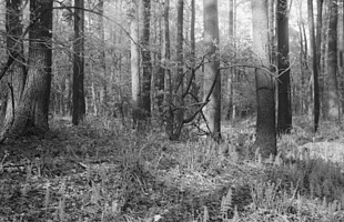 Łęg olchowy wczesną wiosną w rezerwacie Ochojec. Fot. Jerzy Parusel
