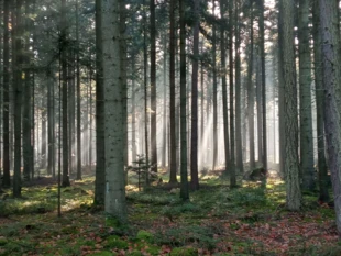 Tajemniczy bór jodłowy. Fot. Bartosz Świątek