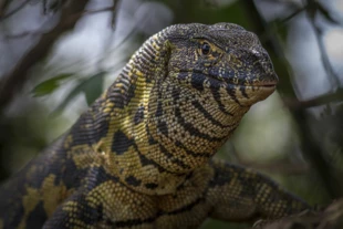 Portret warana nilowego (Varanus niloticus) z parku Gorongosa. Fot. Piotr Naskręcki