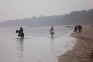Niemal naturalna plaża między Sopotem i Gdynią. Pytanie ważne dla administracji terenowej „jak chronić taki obszar?”. Odpowiedź: nic nie robić, nie pozwalać na zabudowę, zostawić szeroki pas wolny od infrastruktury – parkingów, dróg, i punktów usługowych. Człowiek z psem czy koniem nie zrobi szkód w takim ekosystemie. Buldożer i beton jak najbardziej. Fot. Jan Marcin Węsławski