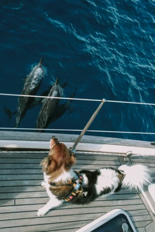 Snupek oglądający dzikie delfiny w okolicy archipelagu wysp Fernando de Noronha, nazywanych potocznie „brazylijskimi Galapagos”. Wciąż występuje tak kilka endemicznych gatunków zwierząt i roślin, a wyspy objęte są ochroną jako park narodowy. Ani Snupek, ani załoga nie mogli zejść na ląd, bo wstęp podlega ścisłej kontroli. Fot. Piotr i Izabella Miklaszewscy
