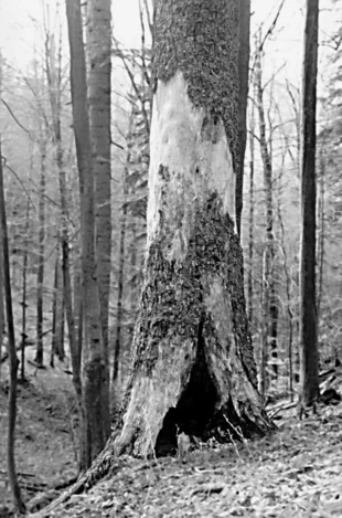 Gawra niedźwiedzia w Bieszczadzkim Parku Narodowym. Fot. Zbigniew Jakubiec
