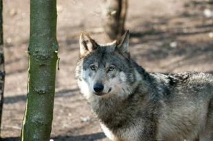 
Sytuacja wilków w Europie wciąż daleka jest od optymalnej. bourgeoiscosta, flickr.com/photos/aai/6957579730/
