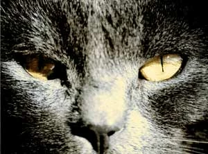 
Kot. Fot. Ryszard Kulik
