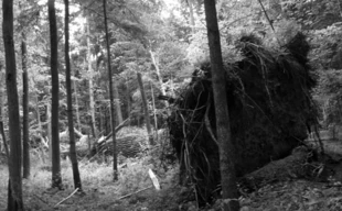W roku 2010 padł powalony wichurą, niedaleko Topiła, jeden z największych dębów w Puszczy Białowieskiej. Fot. Janusz Korbel