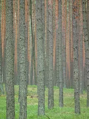 
Lasy Janowskie. Typowy przykład lasu, który nie jest lasem. Fot. Ryszard Kulik
