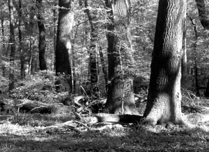 Fot. Kaj Romeyko-Hurko