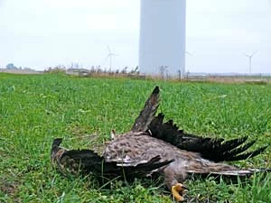 Bielik zabity w wyniku kolizji z turbiną siłowni wiatrowej na jednej z polskich farm wiatrowych. Dostępne dane o kolizyjności ptaków z na polskich farmach wskazują, że ten gatunek – podobnie jak w innych krajach Europy – również i u nas należy do najbardziej podatnych na kolizje ptaków. Gnieżdżewo, październik 2009. Fot. Piotr Zieliński