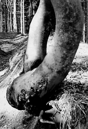 Fot. Janusz Rubisz
