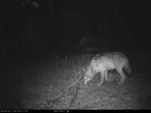
Zdjęcie wilka wykonane fotopułapką w Borach Dolnośląskich. Fot. Zbigniew Skibiński &amp; Sławomir Mendel
