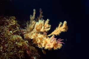 
Choć niezwykle barwny – ten zimnowodny koralowiec głębinowy nazywany jest „koralowcem czarnym”. Nazwę swą zawdzięcza czarnej barwie szkieletu. Zdjęcie wykonano w okolicy wysp Azorów. © Greenpeace / Gavin Newman
