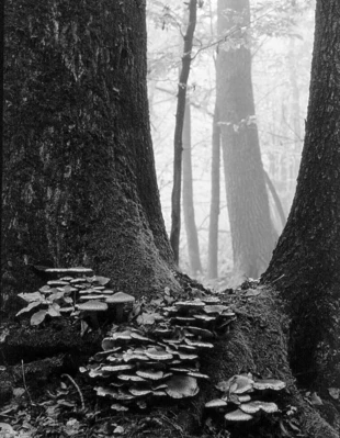 Fot. Jan Walencik