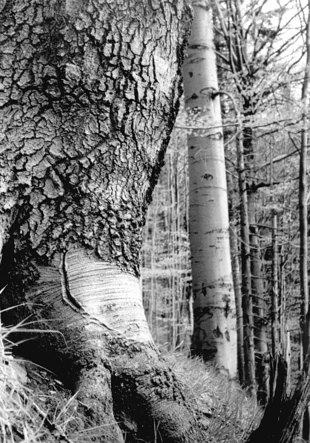 Fot. Krzysztof Mazurkiewicz